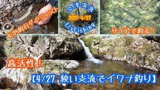 2021-4/27会津渓流FlyFishing サイトで釣る！【狭い支流でイワナ釣り】
