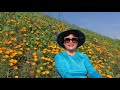 Wild flowers are blooming in Winter time at Chino Hills State Park 1/30/2019