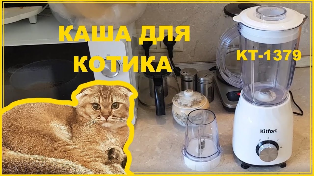 Cat blender video. Блендер Kitfort кт-1379. Кошачий блендер. Кот в блендере. Кот в бледнере.