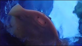 Yellow Stingray coming up to eat