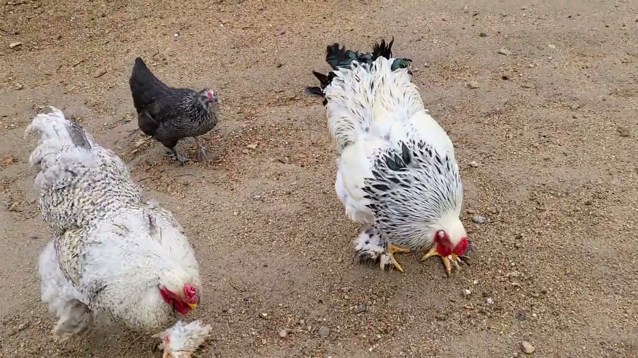 숫닭들이 암닭을 너무 괴롭혀서 머리하고 등짝에 털이 다뽑혔네요