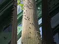 #botany, © @philippe kohoney, Jardin des Serres d'Auteuil, Paris, France 2026