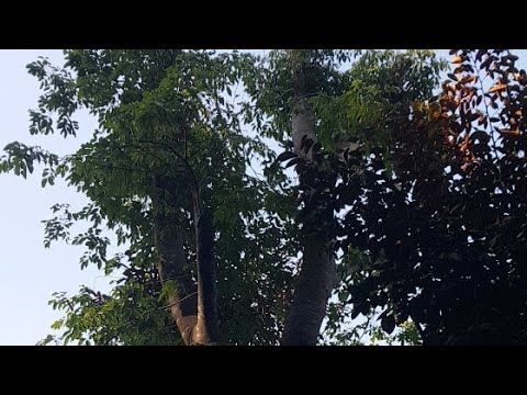 Cây Say Rừng Dâm Ủ Tại Vườn Cây Xanh Bình Long - YouTube