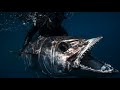 Spearfishing Dog Tooth Tuna - Latham Island (Epic shot on a scooter!)