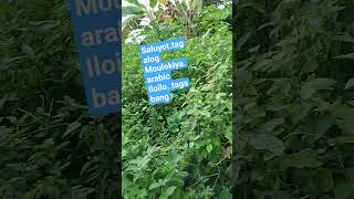 fresh vegetables in my backyard #shortvideo #villagelife #farmland