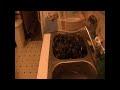 catch , clean ,and cook freshwater muscles part 2,,, cleaning