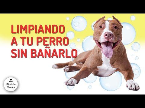 Video: Cómo dar a un perro un baño sin agua