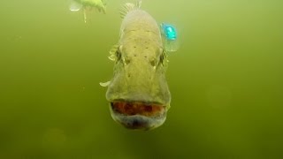 Pike attack Mike: blue vs green / Chopper vs Baltic. Testing fishing lures.