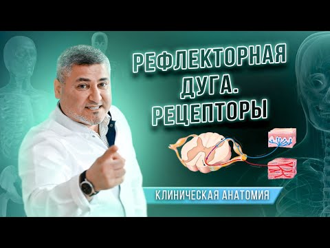 Рефлекторная дуга. Рецепторы. Анатомия человека