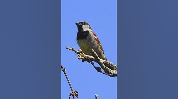 House Sparrows Are Highly Sociable Birds - Bird Sounds #shorts