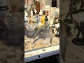 Star Wars Legion Dewback Zoomies #starwarslegion #starwars #miniature