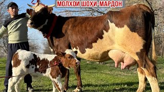 Молхои Шоҳи Мардон 2-Сар Оча Бача 29 Марта 2026 Г.