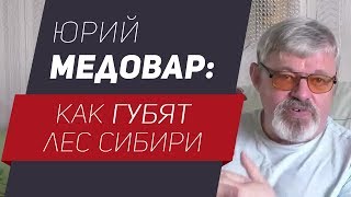 Юрий Медовар: как губят лес Сибири