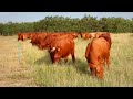 498. Manejo Regenerativo de Ranchos en el Rancho El Milagro