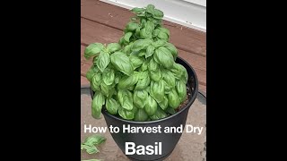 How to Harvest and Dry Basil