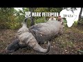 Cape Buffalo Hunting Zambia Africa: Day 4-5-6 | Mark Peterson Hunting