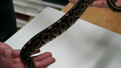 Cinnamon Ball Python