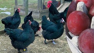 Croad Langshan Chickens | Plum Coloured Eggs by Livestock Breeds 5,934 views 9 months ago 3 minutes, 45 seconds