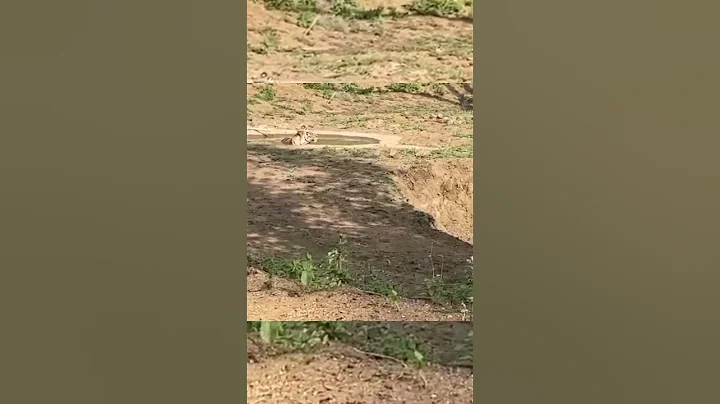 Keslaghat Gate Safari | Tiger 🐯 Sighting | #tadoba #safari #tatr #shorts #viral #ytshorts