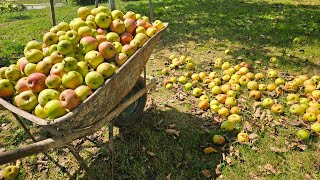 Meyve Yetiştiricileri Dikkat Elmalar Neden Düşer Ve Nasıl Kullanılır?