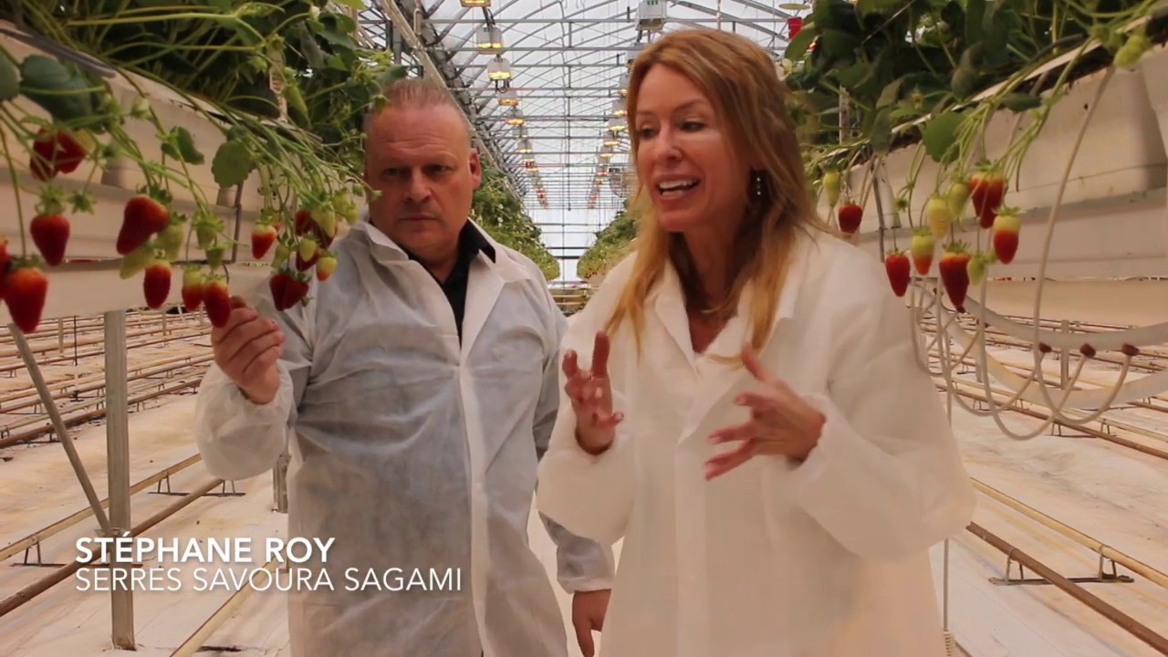 Serres Savoura Sagami_Fraises du Québec