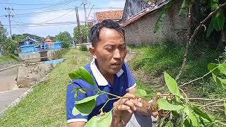 KEMLADEAN (BENALU) POHON KELOR, APA BENAR BANYAK MANFAATNYA ?. #benalu