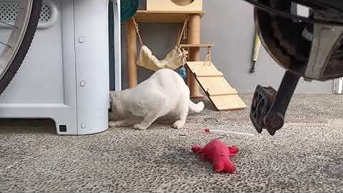 Nami playing hide and seek with lobster toy (lobster part 4)