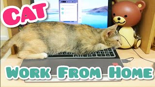 Cat works from home? disturbed by hooman? |Kerja Dari Rumah |Ohhooman by Oh Hooman 372 views 3 years ago 1 minute, 23 seconds