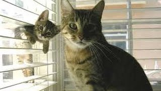 Cats Playing With Kittens Compilation 2014 [NEW] by TheCutenessCode 1,177,366 views 9 years ago 4 minutes