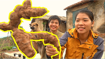 Đào Củ Khúc Khắc - Sâm Thổ Phục Linh (Dược Liệu Quý)