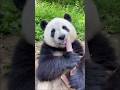 CUTE BABY PANDA #facts #viral