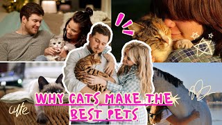 Why Cats make the Best Pets #cat #cutecat #Pets by Awesome Animals Creature Chronicles 275 views 6 months ago 19 minutes