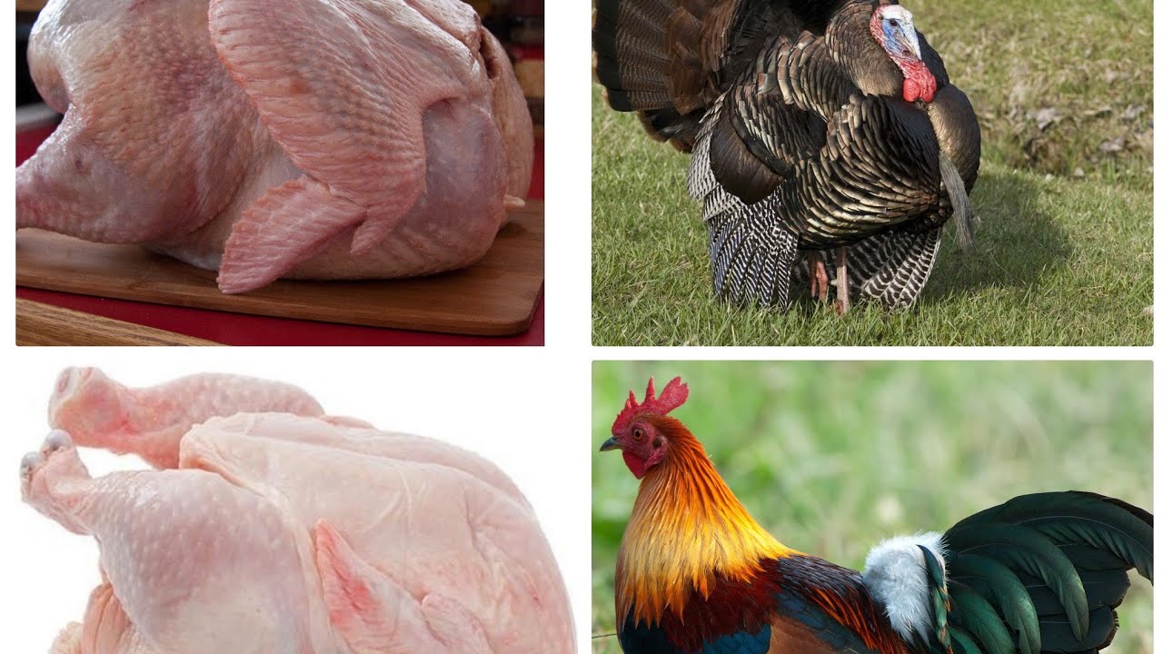 CHICKEN & TURKEY ARE UNCLEAN FOWLS, LEVITICUS 1120 BE BLESSED YouTube