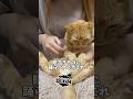 【猫ダンス/ナルトダンス】ライラックでナルトダンス~ #cat #猫 #shorts