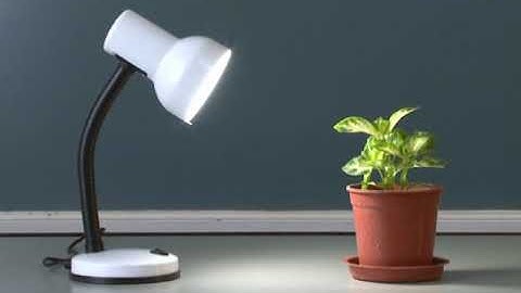 Practical 20.5 Investigation of the need for chlorophyll in photosynthesis