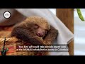 Sloths are being taken from the wild for entertainment