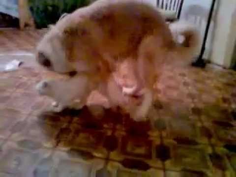 кошка и собака лесбиянки.