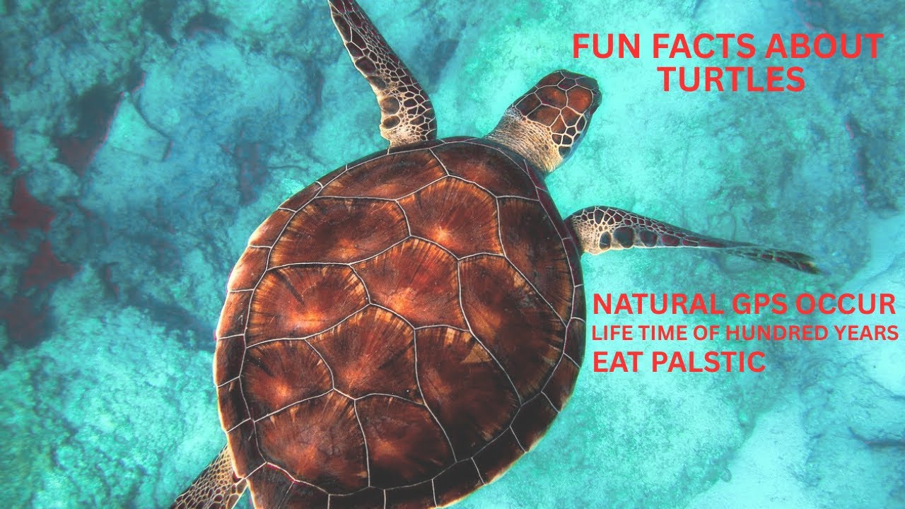 Fun Facts About Sea Turtles | life time | Reproduction process | - YouTube
