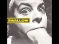 Swallow - Zoo