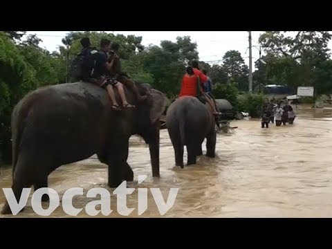 Rescue Elephants Carry