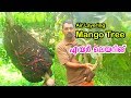 Air Layering Mango Tree  Show Success Result #മാവ് എയർലെയറിംഗ് പഠനം