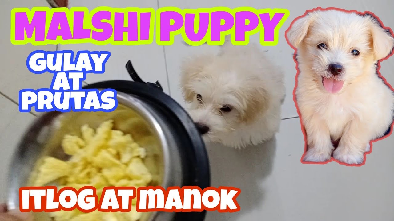 Pagkain ng alagang aso Dog Food Malshi Puppy YouTube
