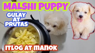 Pagkain ng alagang aso | Dog Food | Malshi Puppy