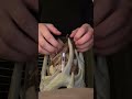 ASMR on decorative vase🎧