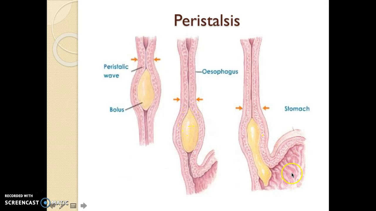 Движение пищи по пищеводу. Перистальтические сокращения пищевода. Продвижение пищи по пищеводу. Перистальтические волны пищевода.