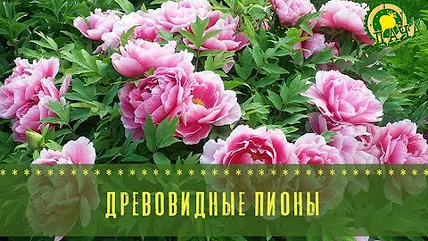 Древовидные пионы
