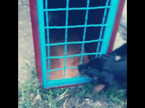 Nemacki lovni terijer - PIPPY