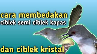 Ciri ciri burung ciblek kristal ciblek kapas dan ciblek semi