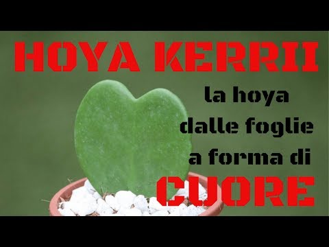 Hoya kerrii la hoya con le foglie a forma di cuore