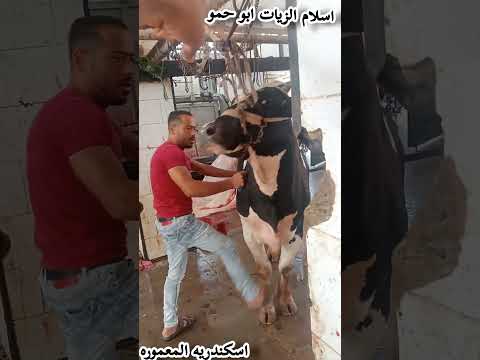  اسلام الزيات ابو حمو اسكندريه